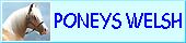 PONEYS WELSH